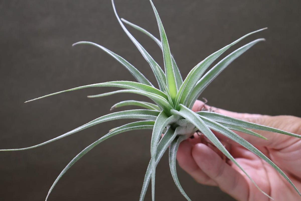 チアペンシス × エーレルシアナ 01号 | air-plants TENGU-DO