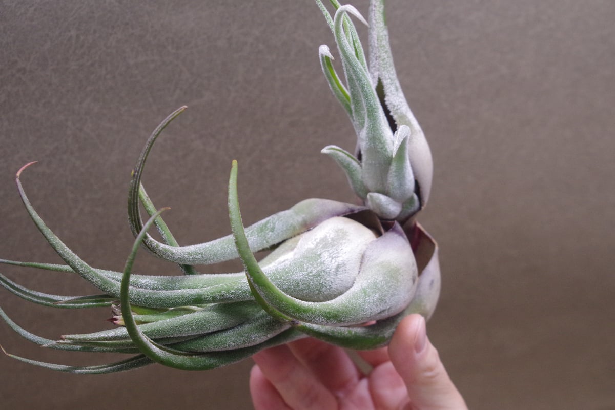 セレリアナ XL size 27号 | air-plants TENGU-DO