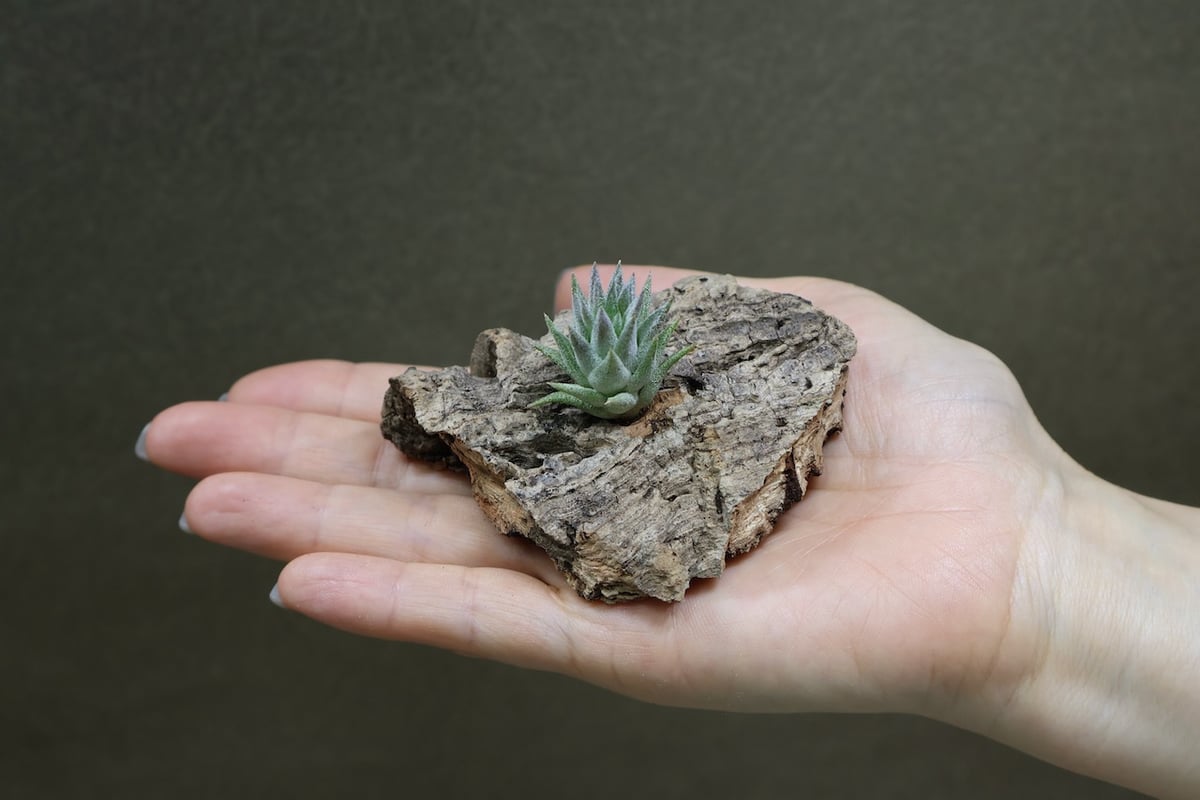 イオナンタ バンハイニンギー 矮性選抜株01号 | air-plants TENGU-DO
