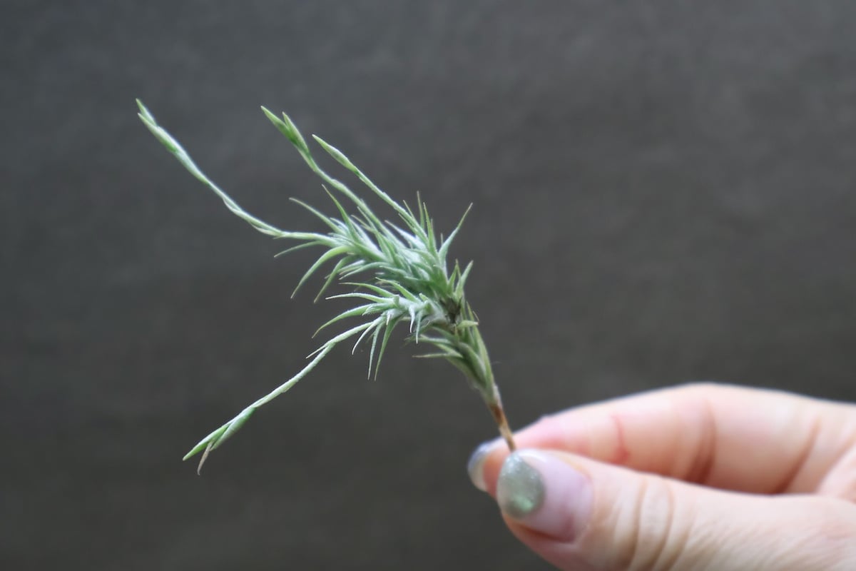 トリコレピス 20号 | air-plants TENGU-DO