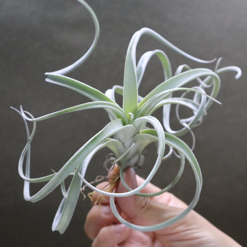 チランジア　チアペンシス　ジャイアントハイブリッド　BRT エクセルタ × チアペンシス ジャイアント 04号 | air-plants