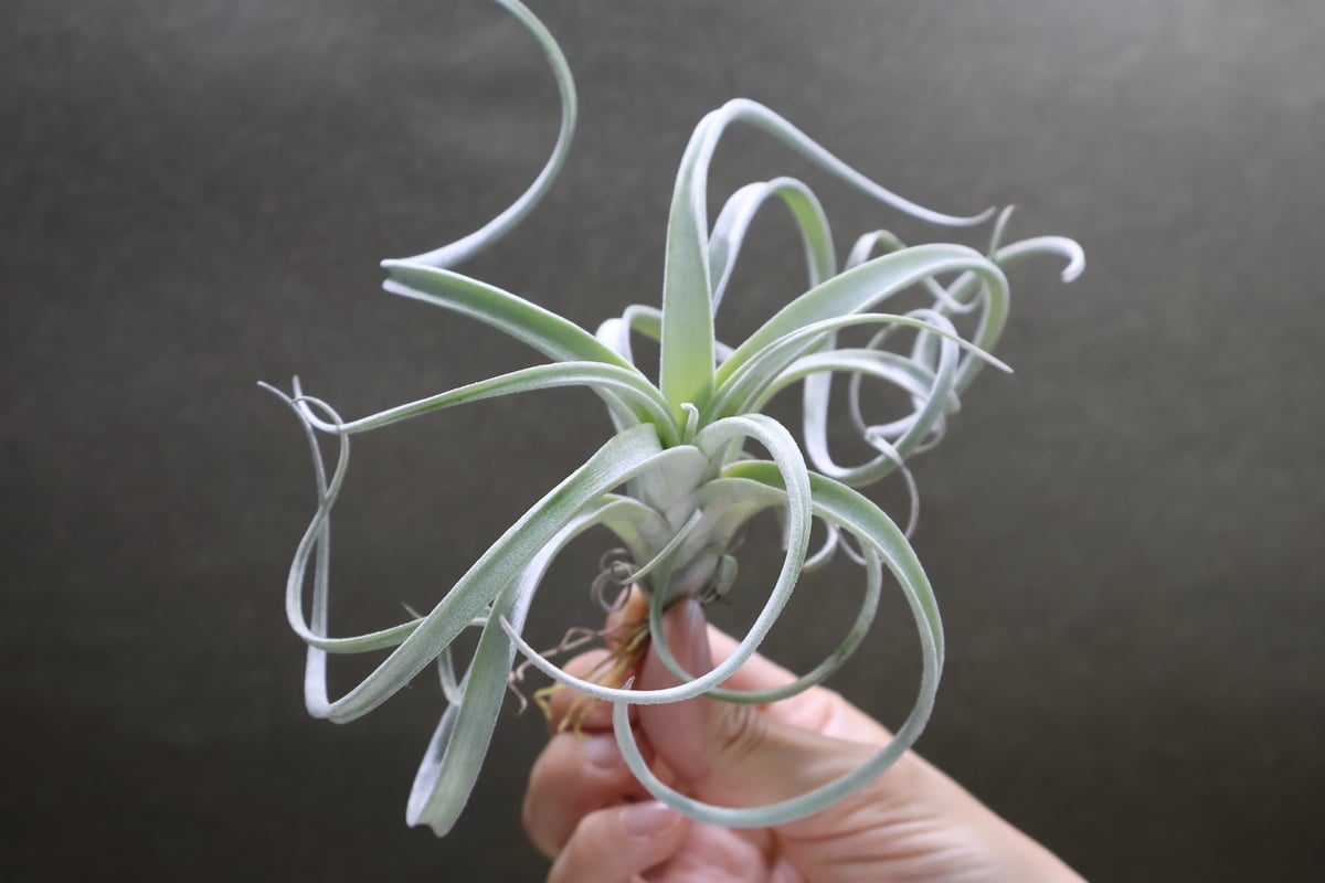 【なお】チランジア　チアペンシス　ジャイアント 植物販売兵庫県宝塚市 ㈱陽春園植物場ネット通販 【ティランジア