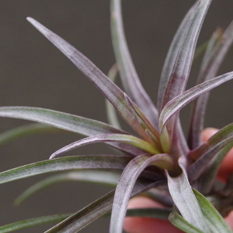 カピタータ ドミンゲンシス 09号 | air-plants TENGU-DO