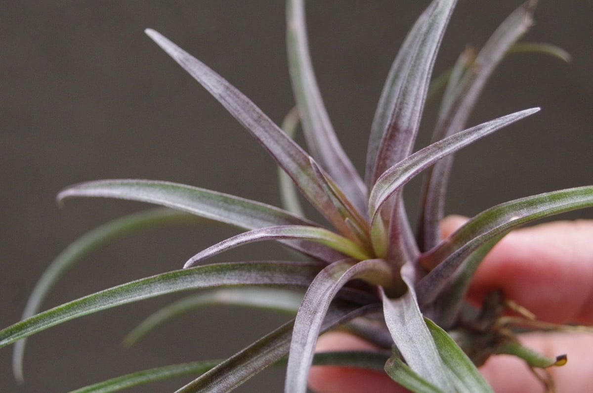 カピタータ ドミンゲンシス 09号 | air-plants TENGU-DO