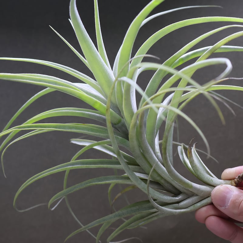 ラティフォリア ディバリカータ 05号 | air-plants TENGU-DO ラティフォリア ディバリカータ 05号 | air-plants TENGU-DO
