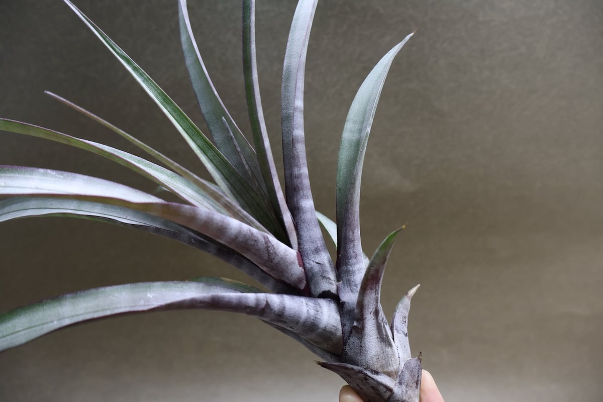 ヒルダエ 51号 | air-plants TENGU-DO