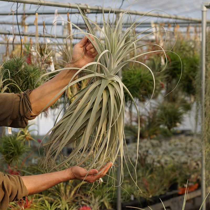 超希少❗️超特大❗️チランジア　ストラミネア✨ スタッフ特選】ストラミネア XXLサイズ | air-plants TENGU-DO