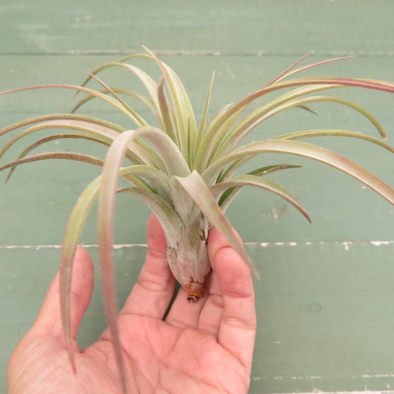 リオホンドエンシス x イオナンタ【スタッフ特選】 | air-plants TENGU-DO