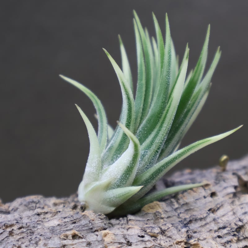 イオナンタ アルボマージナータ Sサイズ 43号 | air-plants TENGU-DO