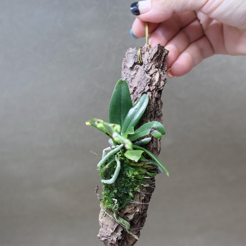 エランギス ルテオアルバ ロードスティクタ 01号 | air-plants TENGU-DO