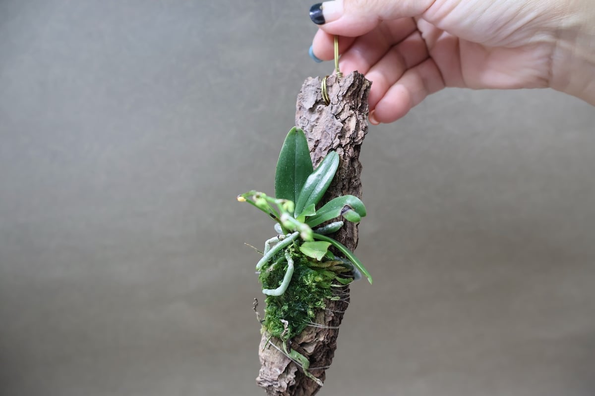 エランギス ルテオアルバ ロードスティクタ 01号 | air-plants TENGU-DO