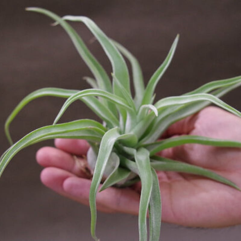 リーガルリーン （ストレプトフィラ ×チアペンシス） 08号 | air