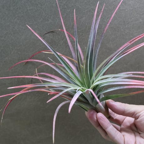 ヘドロ沼 様　ご確認用　イオナンタ バンハイニンギー×ハリスコモンティコラ①〜② ヘドロ沼 様 ご確認用 イオナンタ バンハイニンギー×ハリスコモンティ