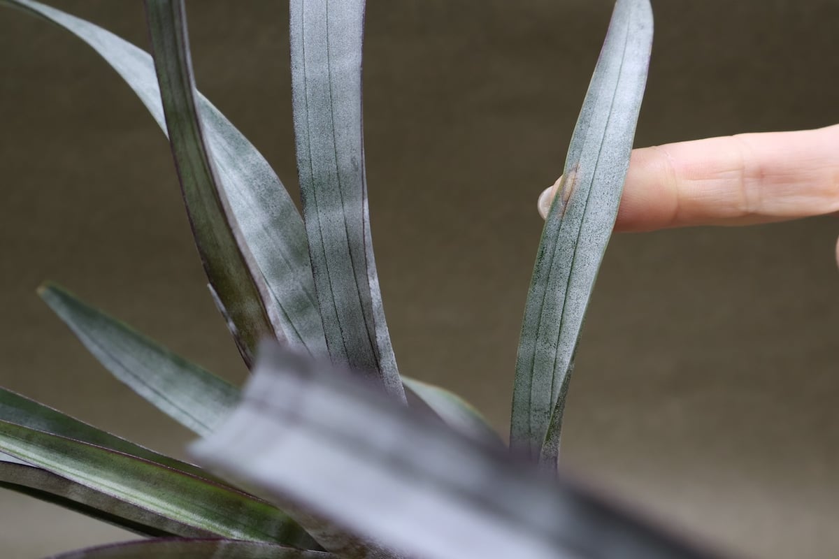 ヒルダエ 57号 | air-plants TENGU-DO