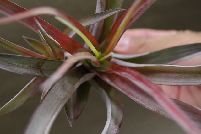カピタータ ファイヤーオレンジ 07号 | air-plants TENGU-DO