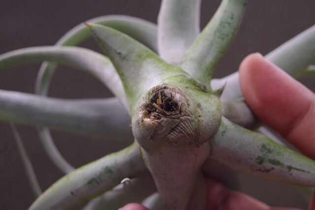 キセログラフィカ × チアペンシス 08号 | air-plants TENGU-DO キセログラフィカ × チアペンシス 08号 | air-plants TENGU-DO