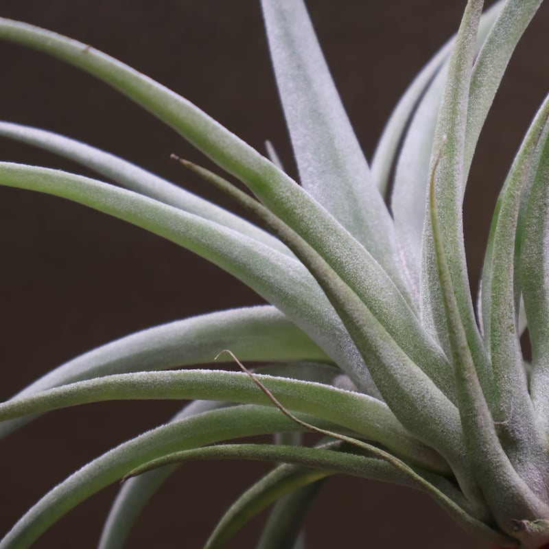 チランジア ハリシー × ベアコレアーレ ベアコレアーレ × ハリシー 01号 | air-plants TENGU-DO