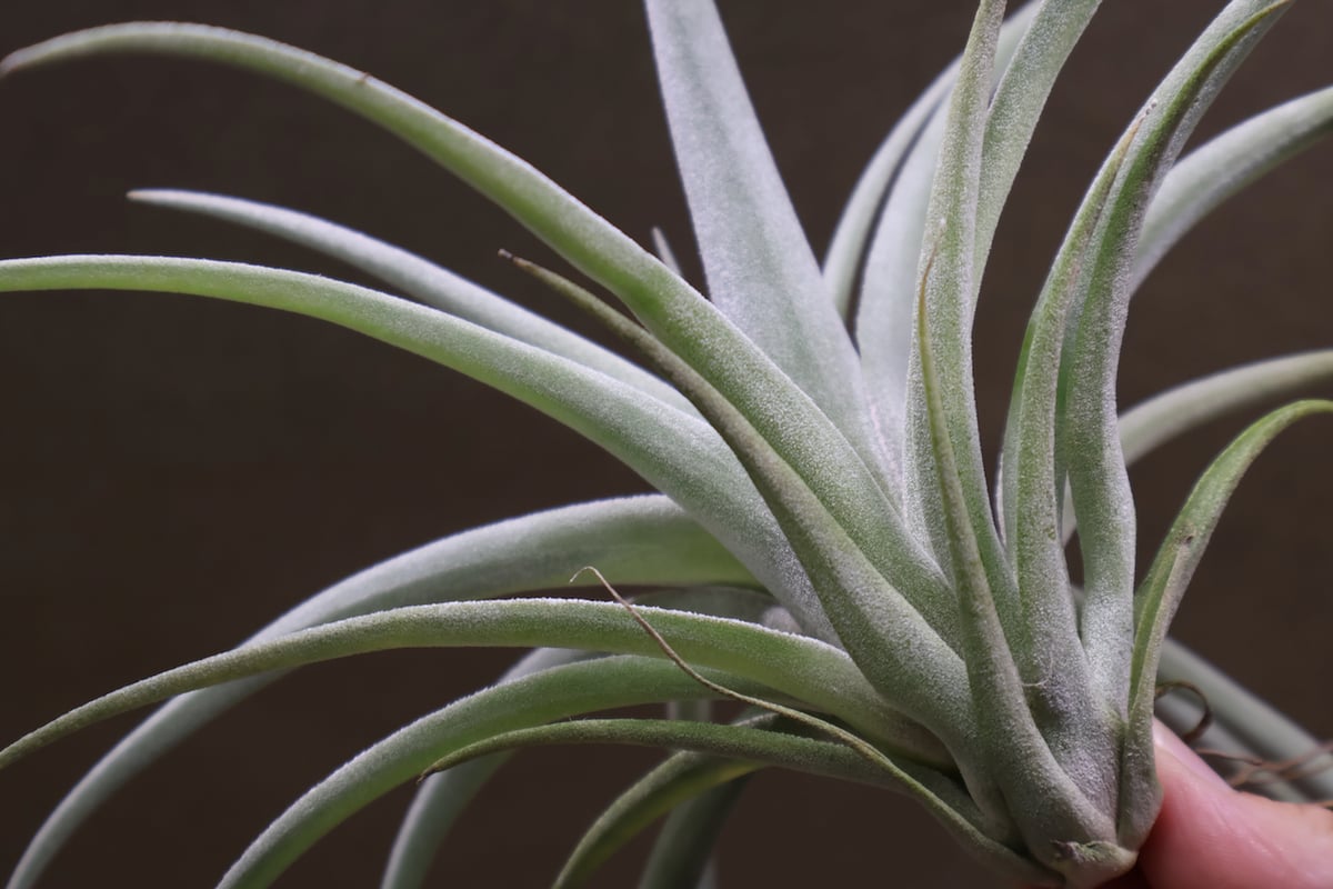チランジア ハリシー × ベアコレアーレ ベアコレアーレ × ハリシー 01号 | air-plants TENGU-DO