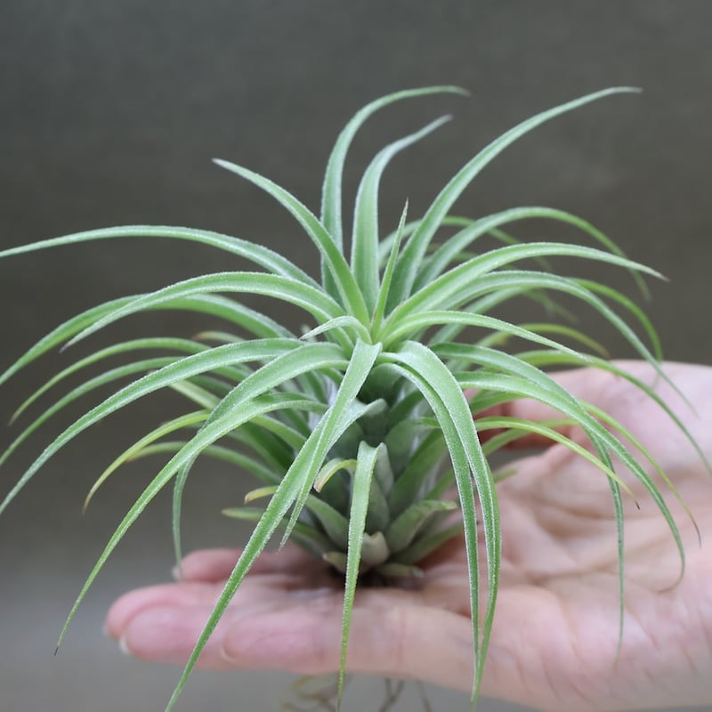 ストレプトフィラメキシコ × イオナンタ ウアメルラ 03号 | air-plants