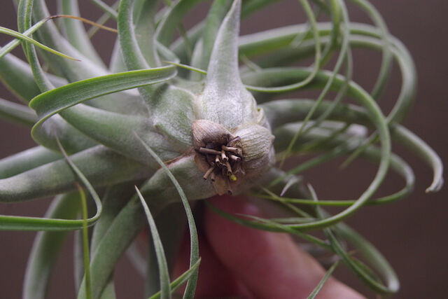 コンコロール × ストレプトフィラ 11号 | air-plants TENGU-DO