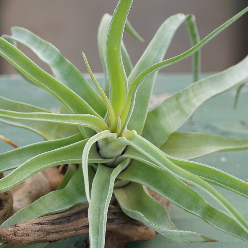 スタッフ特選】ストレプトフィラ 子株大株 S号 | air-plants TENGU-DO