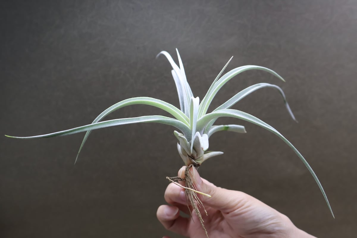 キセログラフィカ × チアペンシス 09号 | air-plants TENGU-DO
