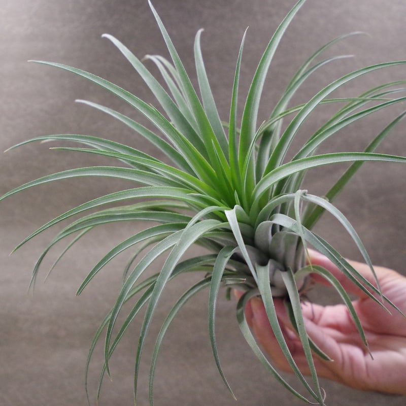 カピタータ オレンジ × イオナンタ 04号 | air-plants TENGU-DO