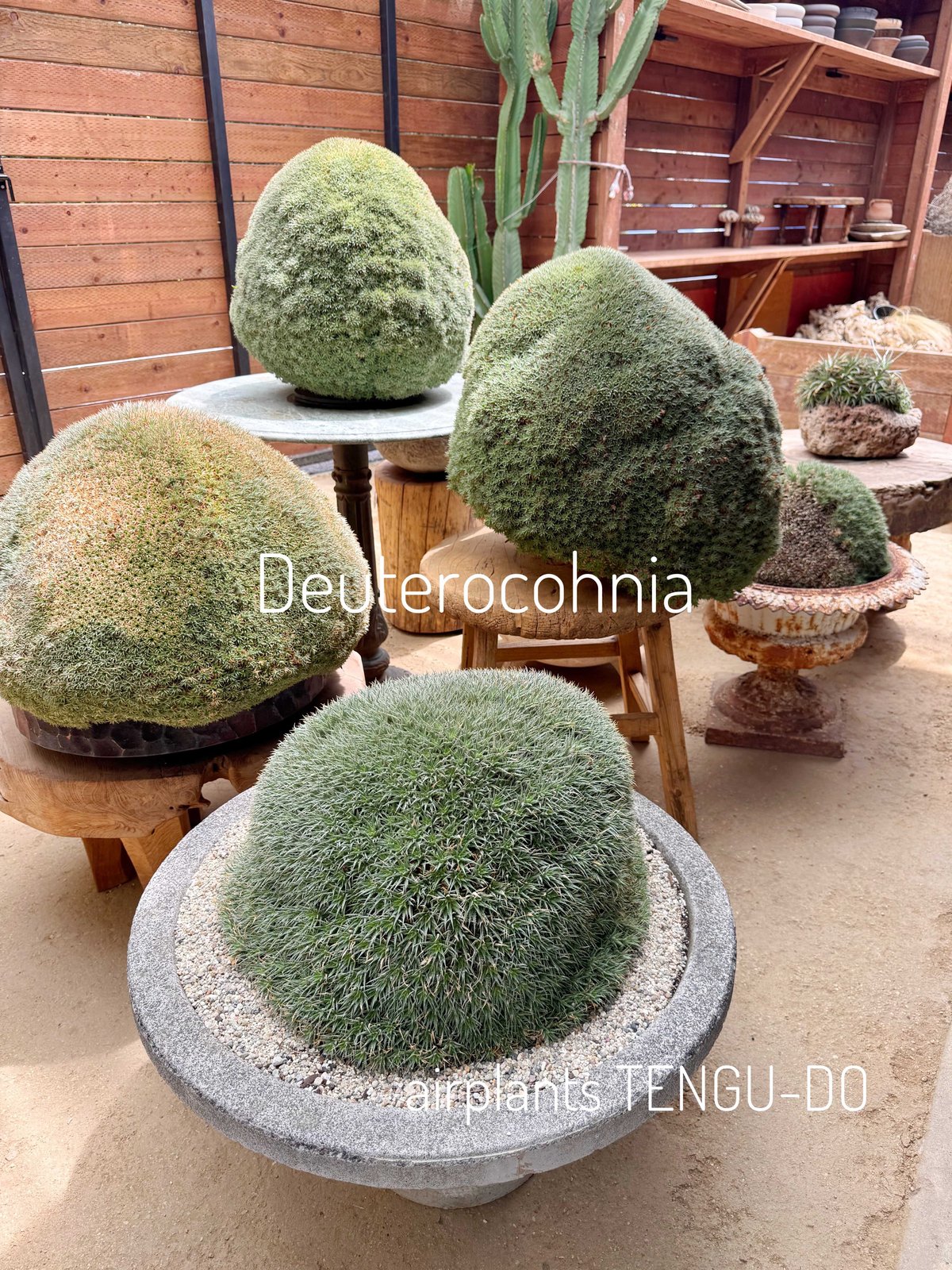 デウテロコニア ローレンチアナ シルバー Yahoo!オークション - デウテロコニア ローレンティアナ