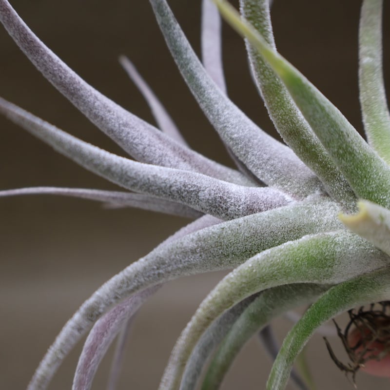 チアペンシス × エーレルシアナ 05号 | air-plants TENGU-DO