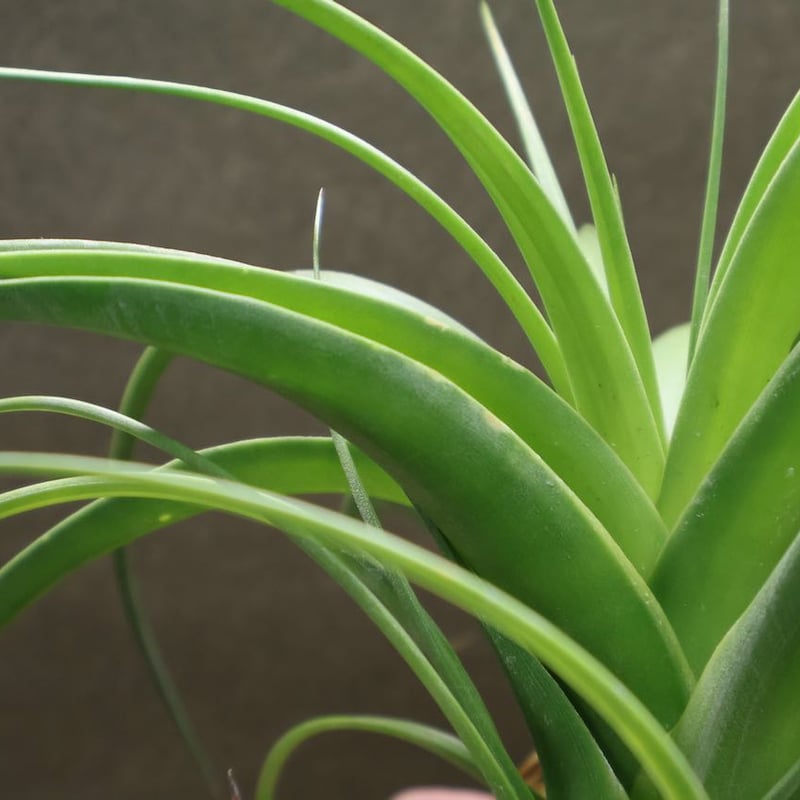 ロシー 04号 | air-plants TENGU-DO