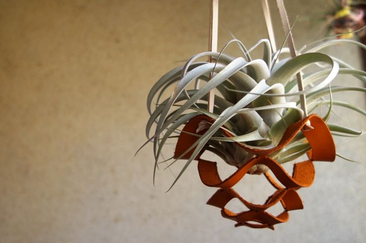 受注生産 レザープランツハンガー XLサイズ | air-plants TENGU-DO