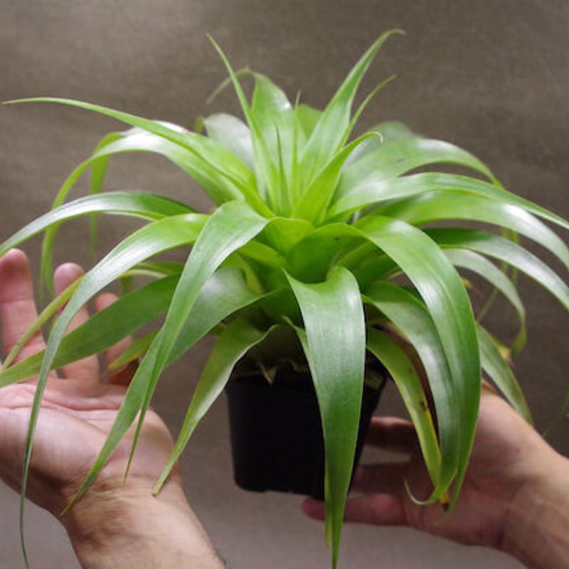 サマンサ 06号 ※送料込 | air-plants TENGU-DO