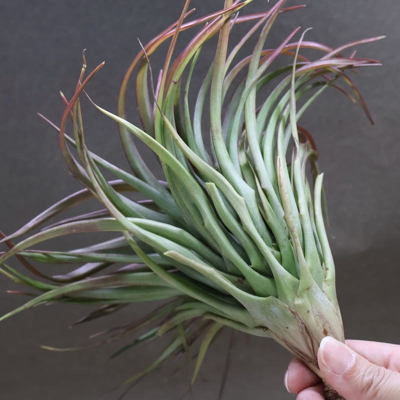 ブラキカウロス タイフーン 06号 | air-plants TENGU-DO