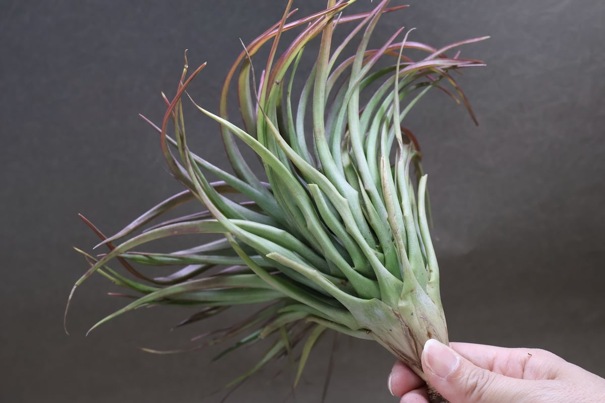 ブラキカウロス タイフーン 06号 | air-plants TENGU-DO