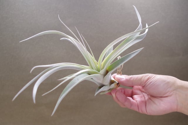 キセログラフィカ × チアペンシス Sサイズ 03号 | air-plants TENGU-DO