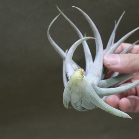 カルビンスキアーナ　15号