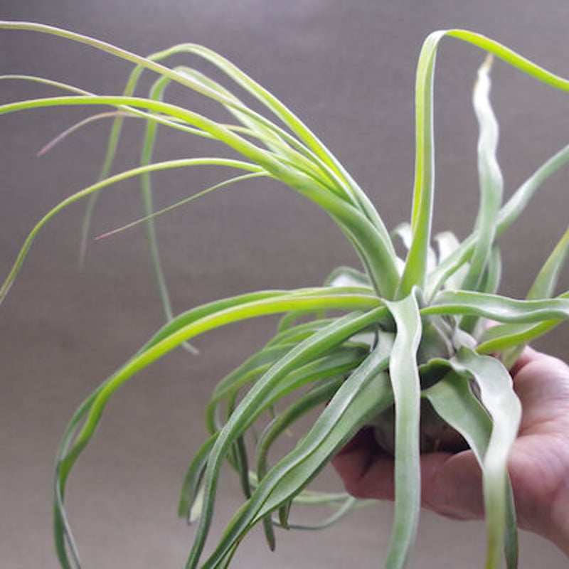 ストレプトフィラ 自然交雑種 12号 | air-plants TENGU-DO