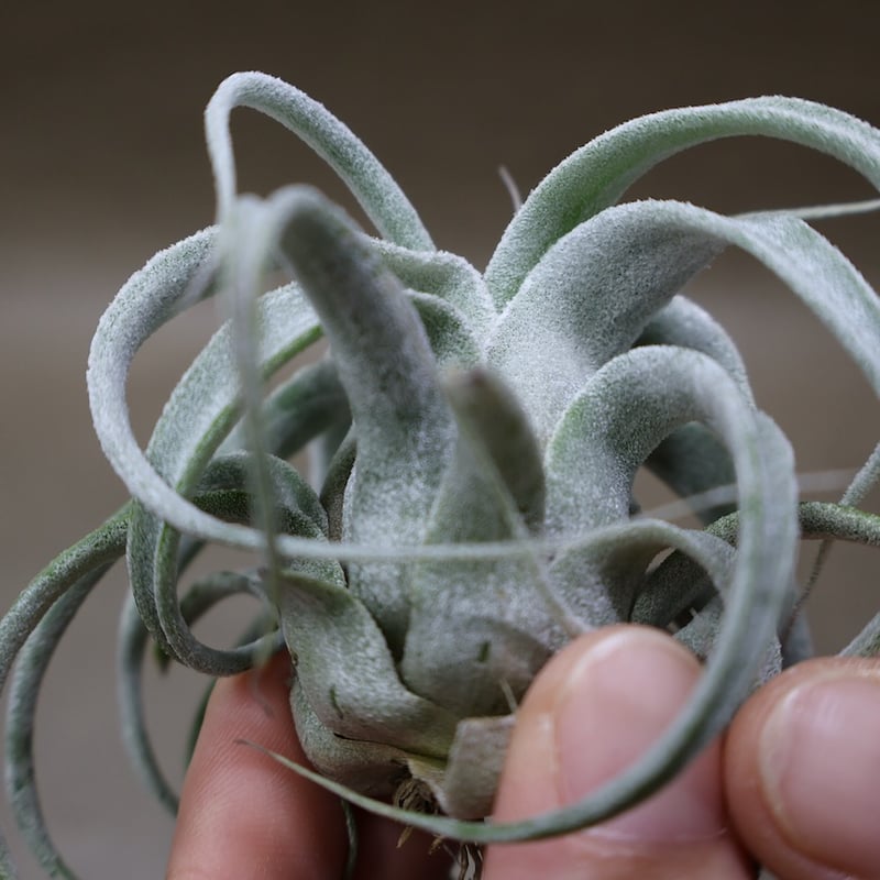 チランジア ハリシー × ベアコレアーレ ベアコレアーレ × ハリシー 01号 | air-plants TENGU-DO