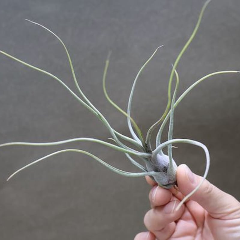 キングコング 04号 | air-plants TENGU-DO