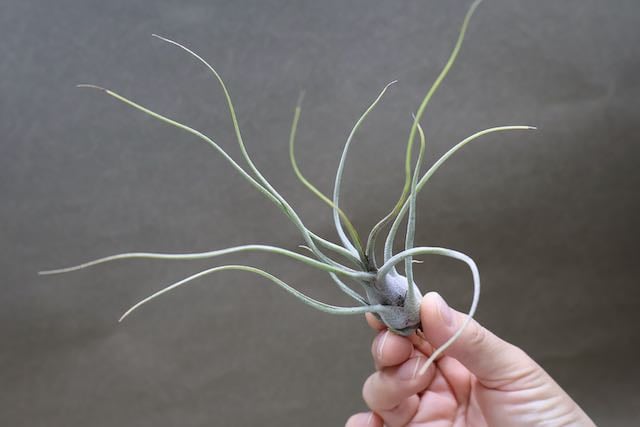 キングコング 04号 | air-plants TENGU-DO