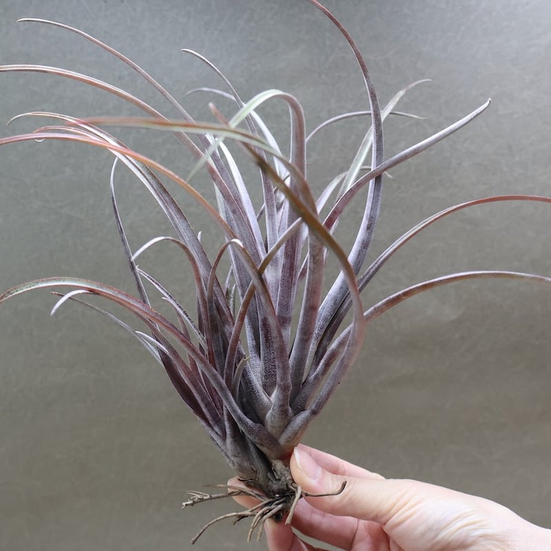 カピタータ ドミンゲンシス 43号 | air-plants TENGU-DO