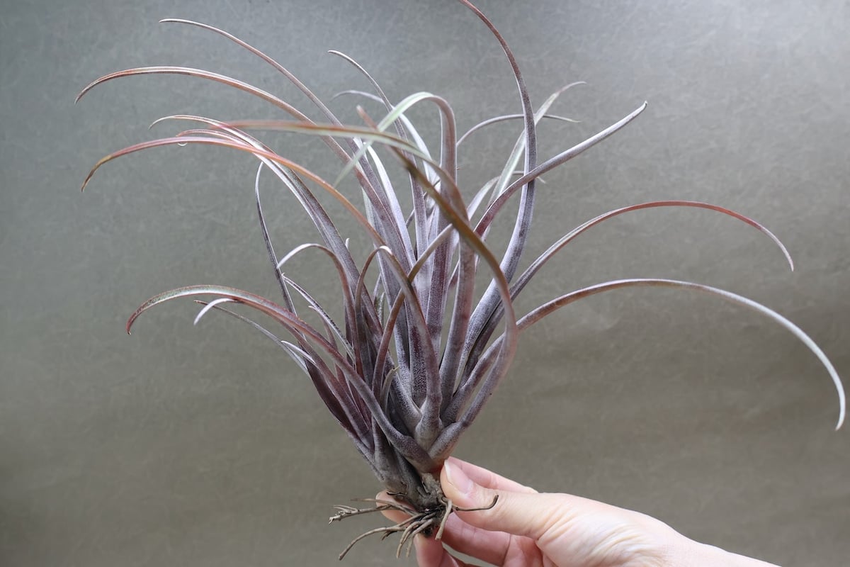 超希少❗️カピタータ　ドミンゲンシス✨ カピタータ ドミンゲンシス 43号 | air-plants TENGU-DO