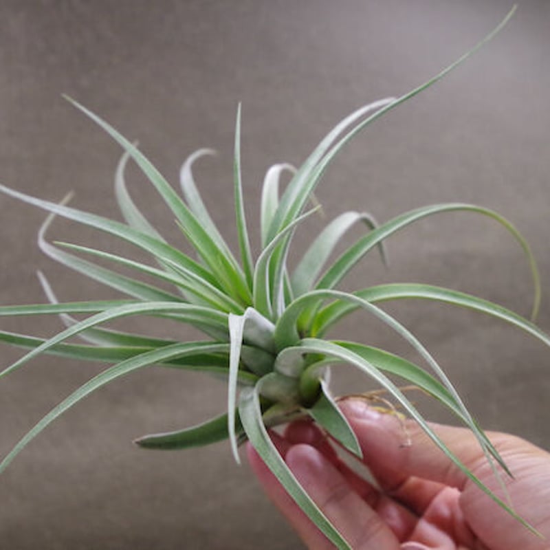 エリーサ （ コンコロール × ストレプトフィラ ）02号 | air-plants TEN