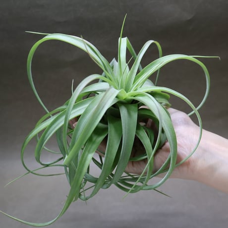 CATEGORY エアープランツ（ティランジア） | air-plants TENGU-DO