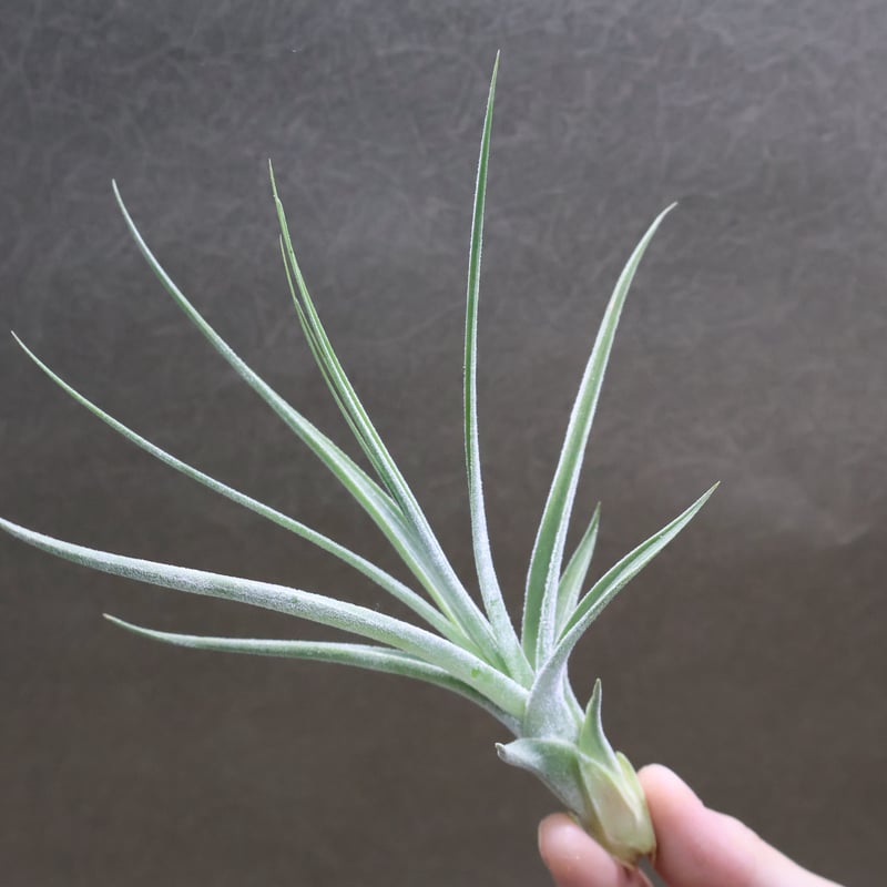 シーディアナ × エーレルシアナ Sサイズ 03号 | air-plants TENGU-DO