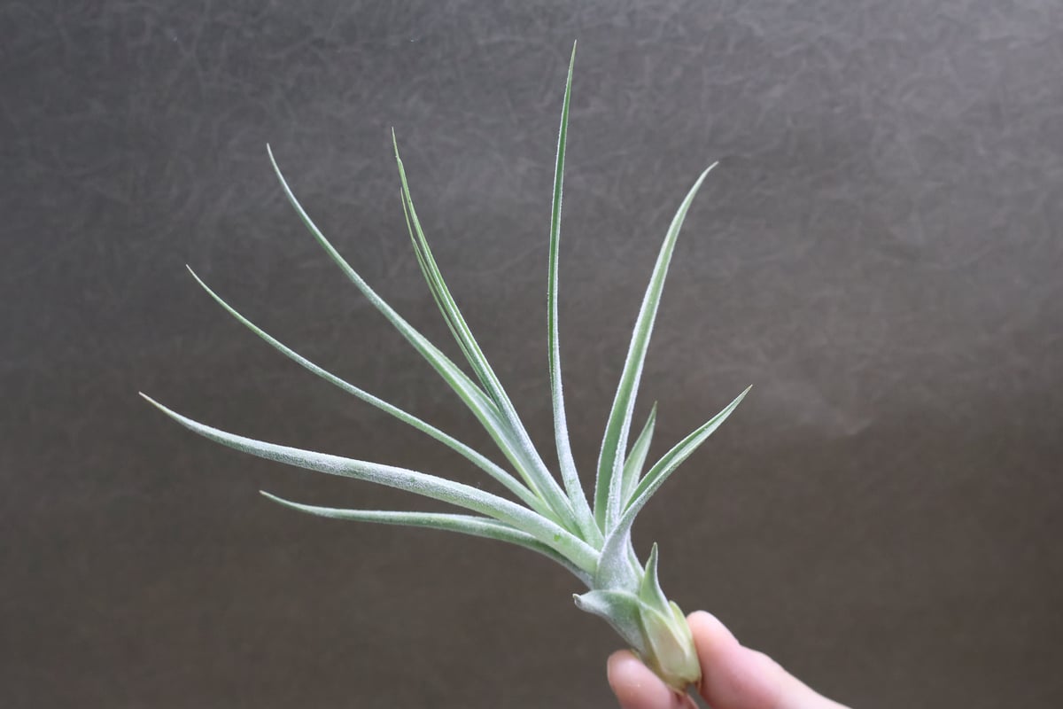 シーディアナ × エーレルシアナ Sサイズ 03号 | air-plants TENGU-DO