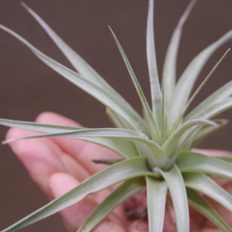 ホワイトスター （ イキシオイデス × レクルビフォリア ）02号 | air