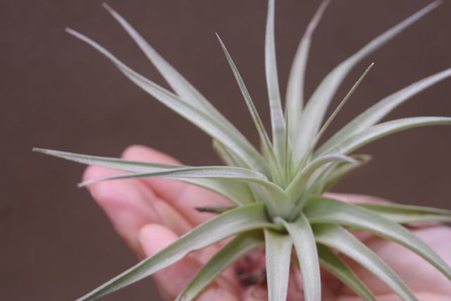 Kazukiyo様★ユーカリブレンド　ニューエア　ラヴィンツァラ　ヒバ　ミルラ Kazukiyo様☆ユーカリブレンド ニューエア ラヴィンツァラ ヒバ