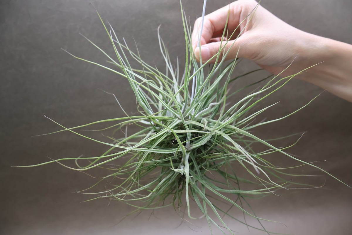 購入不可 チランジア カルビンスキアーナ(クランプ) 初入荷❗ シーディアナ クランプ 05号 | air-plants TENGU-DO