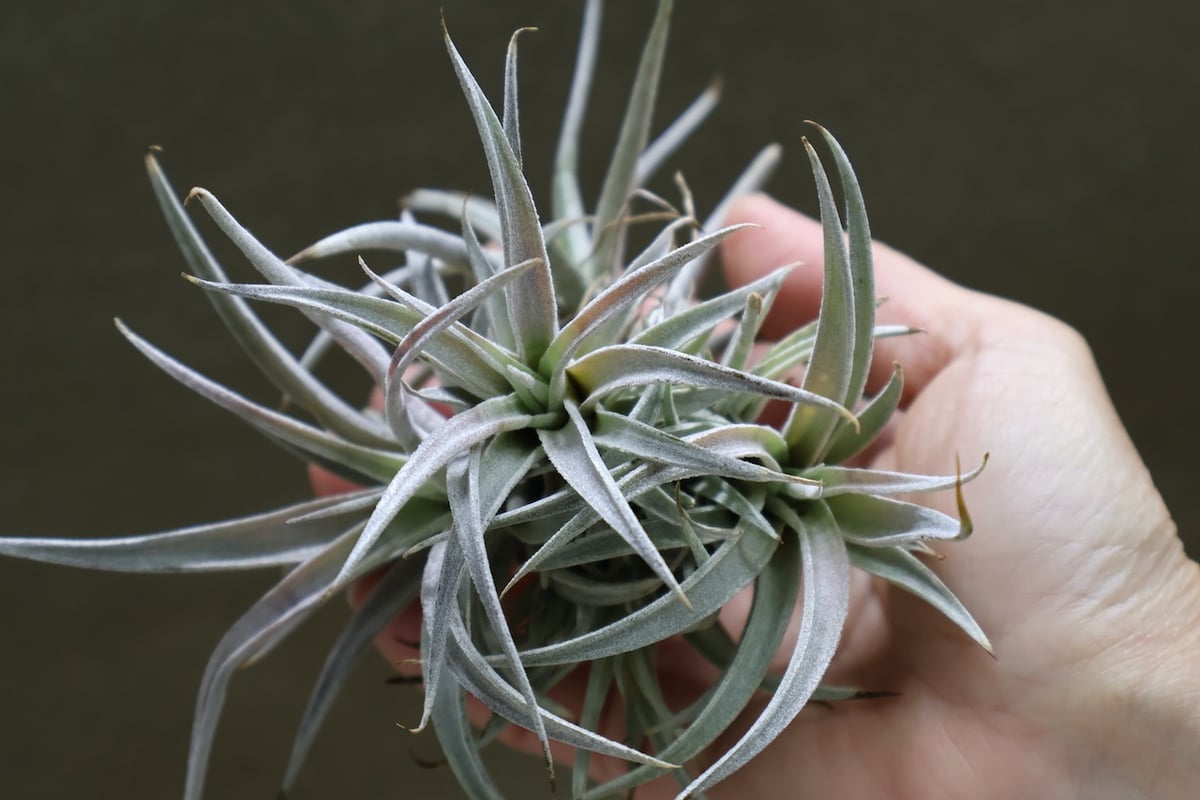 エアープランツ　ペイラノイ チアペンシス クランプ13号 | air-plants TENGU-DO